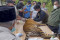 Harimau Sumatera Jalani...