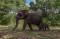 Kelahiran Bayi Gajah...