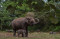 Kelahiran Bayi Gajah...