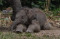 Kelahiran Bayi Gajah...