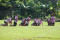 Squad Persija Kembali...