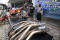 203 Motor Balap Liar...