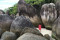 Belum Sah ke Belitung...