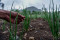 Electrifying Agriculture,...
