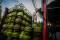 Pertamina Pastikan Harga...