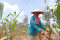 361 Petani Sanggem Garap...