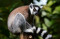 International Animal...
