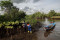Melihat Konservasi Mangrove...