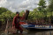 Melihat Konservasi Mangrove...