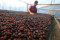 Harum Kopi Puntang Wangi...