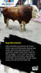 5 Jenis Sapi yang Sering...