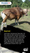 5 Jenis Sapi yang Sering...