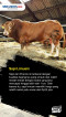 5 Jenis Sapi yang Sering...