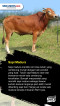5 Jenis Sapi yang Sering...