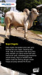 5 Jenis Sapi yang Sering...