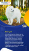 10 Ras Anjing Termahal...