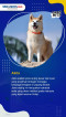 Daftar 5 Ras Anjing...