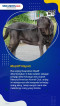 Daftar 5 Ras Anjing...