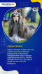 Daftar 5 Ras Anjing...