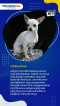 Daftar 5 Ras Anjing...