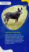 Daftar 5 Ras Anjing...