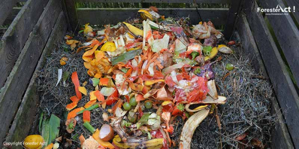 Ayo Dicoba! 7 Hari Tantangan Nol Sampah Makanan