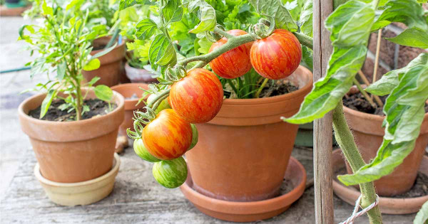 Berkebun, Penghilang Stres di Masa Pandemi Corona