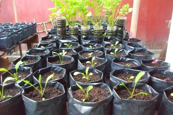 Berkebun, Penghilang Stres di Masa Pandemi Corona