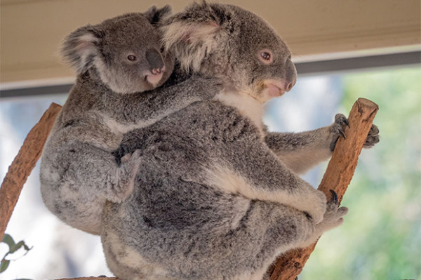 Destinasi Seru di Australia yang Bisa Dikunjungi Secara Virtual