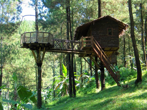 Mau Staycation di Rumah Pohon? Nikmati Sensasinya!