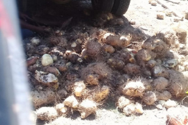Dampak COVID-19, Warga Woedoa NTT Makan Ubi Hutan Beracun