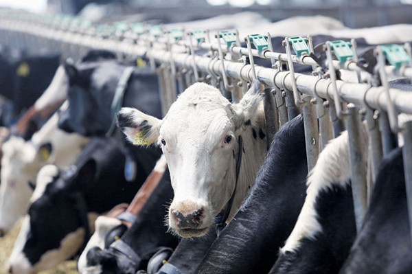 10 Negara Penyuplai Daging Halal Terbesar di Dunia