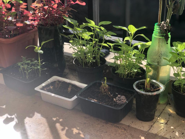 Mahasiswa Mencoba Berkebun, Supaya Hemat dan Dapat Uang
