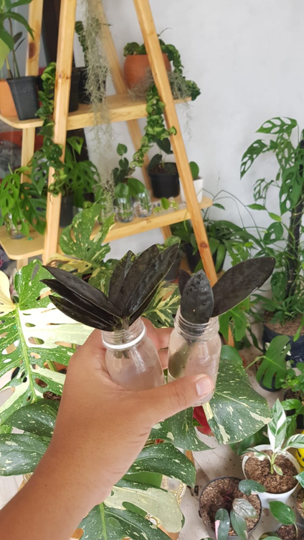 Mahasiswa Mencoba Berkebun, Supaya Hemat dan Dapat Uang
