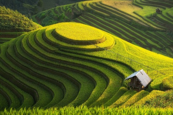 Kangen Mudik? Pemandangan Sawah Terindah Ini Bisa Menjadi Pengobat Rindu