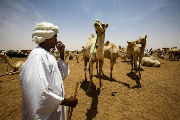 10 Negara Penyuplai Daging Halal Terbesar di Dunia