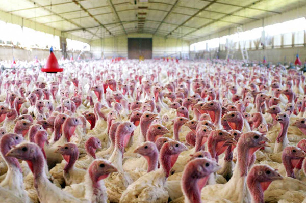 10 Negara Penyuplai Daging Halal Terbesar di Dunia