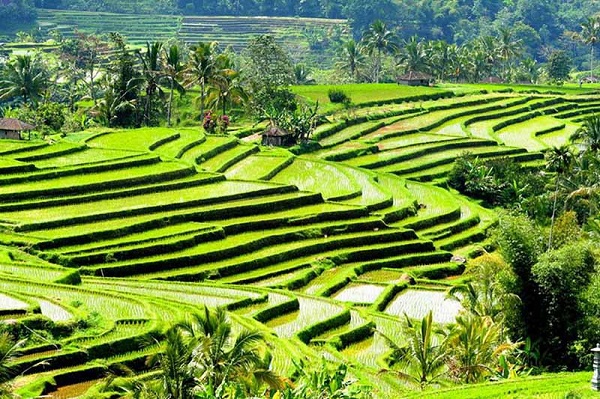 Kangen Mudik? Pemandangan Sawah Terindah Ini Bisa Menjadi Pengobat Rindu