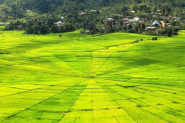 Kangen Mudik? Pemandangan Sawah Terindah Ini Bisa Menjadi Pengobat Rindu