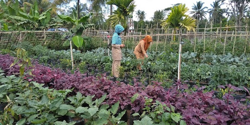 Banyak Diperbincangkan, Apa yang Dimaksud dengan Ketahanan Pangan?