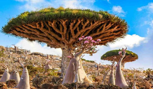 Pulau Socotra: Pulau Kecil dengan Sensasi Berada di Planet Alien