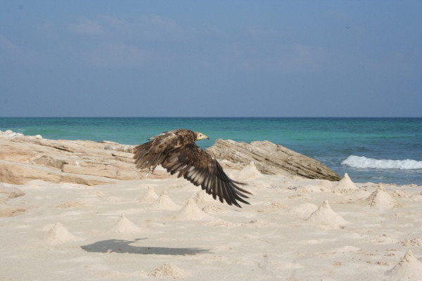 Pulau Socotra: Pulau Kecil dengan Sensasi Berada di Planet Alien