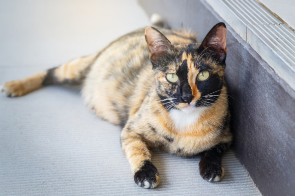 Kucing Kamu Hamil? Ini Perawatan yang Mesti Dilakukan