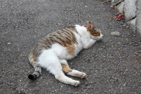 Kucing Kamu Hamil? Ini Perawatan yang Mesti Dilakukan