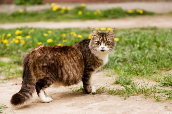 Kucing Kamu Hamil? Ini Perawatan yang Mesti Dilakukan