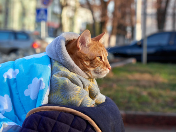 Kucing Kamu Hamil? Ini Perawatan yang Mesti Dilakukan