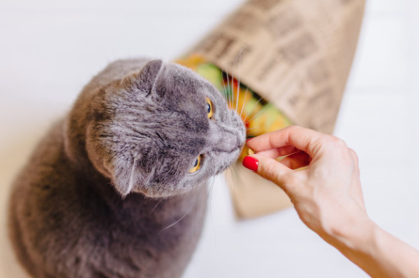 Kucing Kamu Hamil? Ini Perawatan yang Mesti Dilakukan