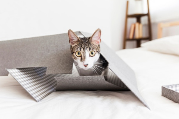 Kucing Kamu Hamil? Ini Perawatan yang Mesti Dilakukan