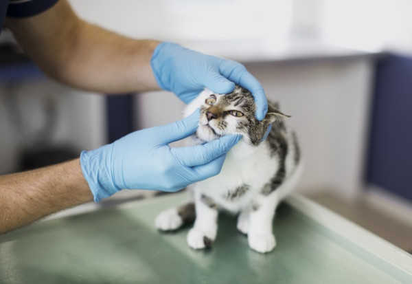 Kucing Kamu Hamil? Ini Perawatan yang Mesti Dilakukan