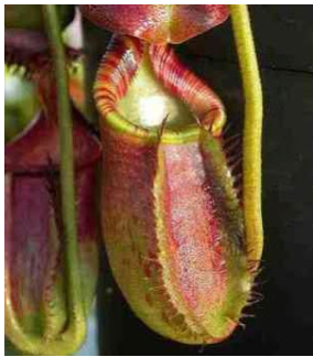 Hari Keanekaragaman Hayati Internasional, Ayo Kita Jaga Flora dan Fauna Terancam Punah Ini